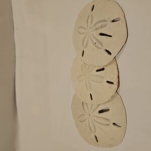 Set of Three Sand Dollars